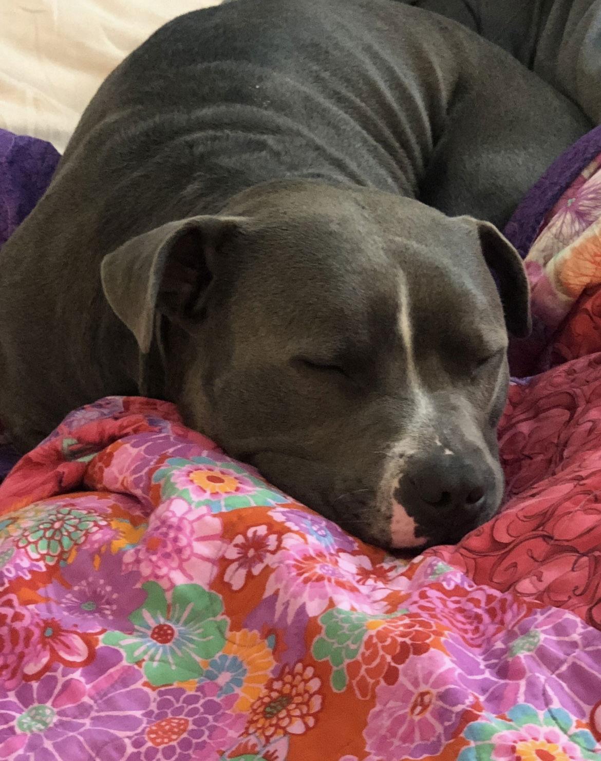 Enlarge Achilles, a Adoptable Pit Bull Terrier in Fort Collins, CO image 3/3