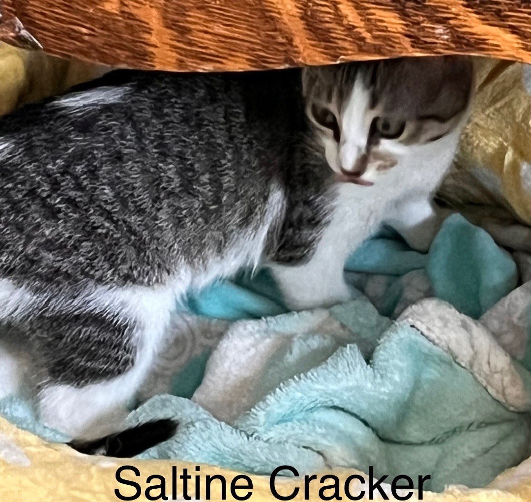 Enlarge Saltine Cracker, a Adoptable mixed breed in Moreno Valley, CA image 2/5