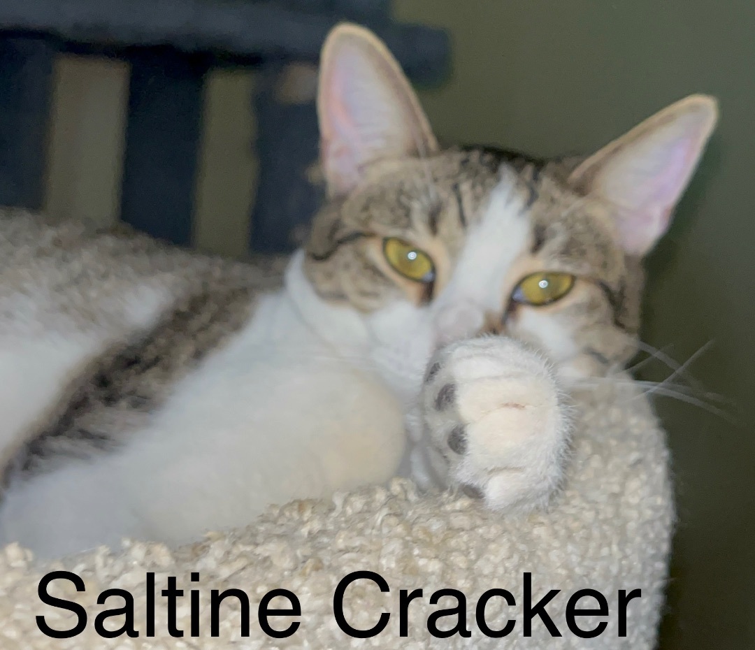 Enlarge Saltine Cracker, a Adoptable mixed breed in Moreno Valley, CA image 5/5