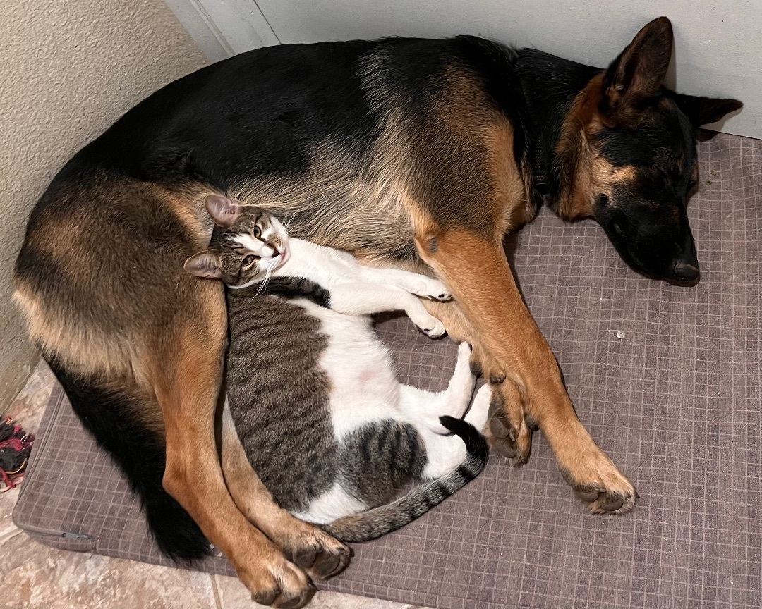 Enlarge Saltine Cracker, a Adoptable mixed breed in Moreno Valley, CA image 4/5