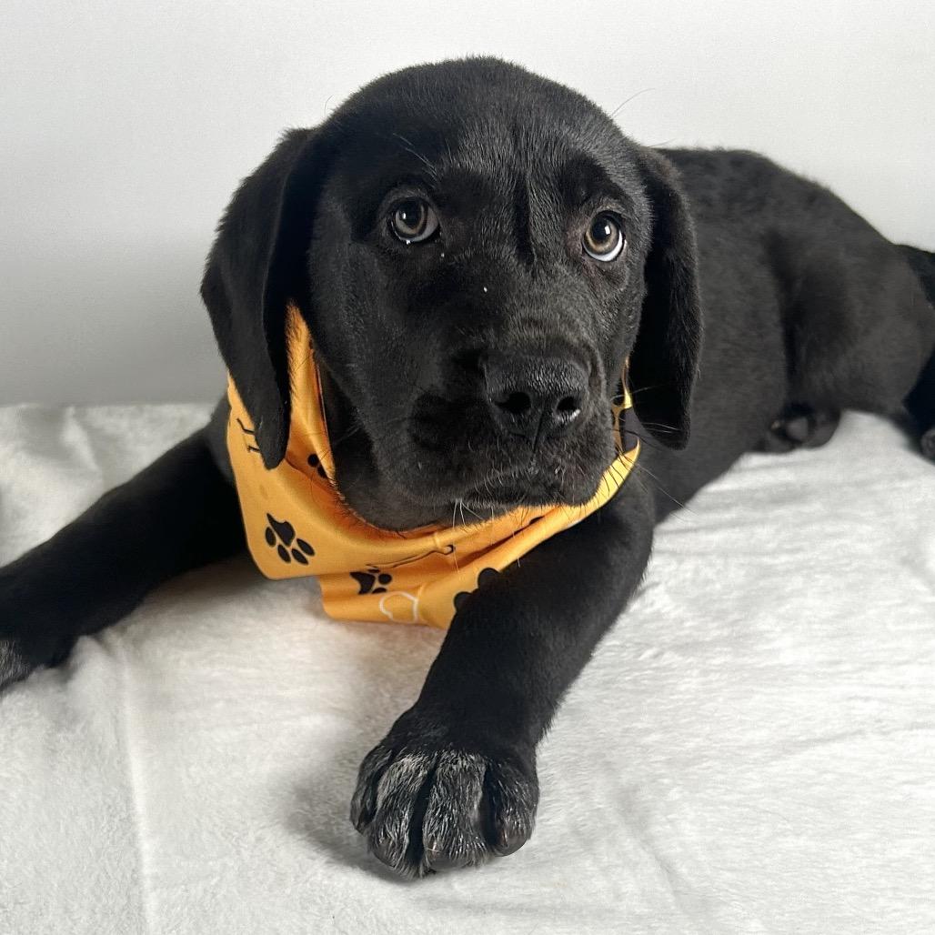 Adlee, Adoptable, Puppy Female Saint Bernard.