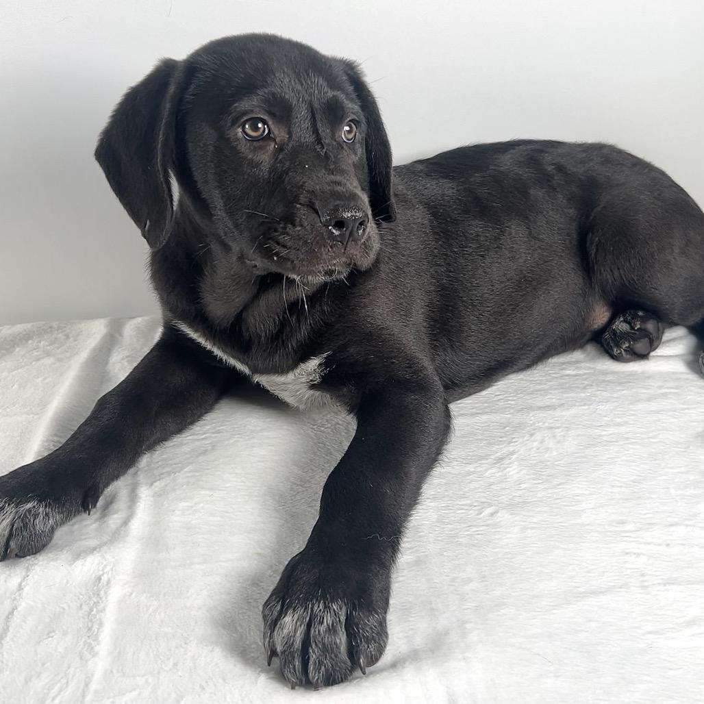 Enlarge Adlee, a Adoptable Saint Bernard in Johnson City, TN image 2/6