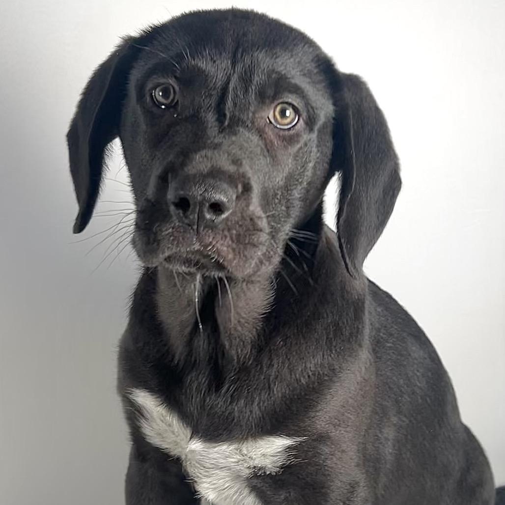 Enlarge Adlee, a Adoptable Saint Bernard in Johnson City, TN image 3/6