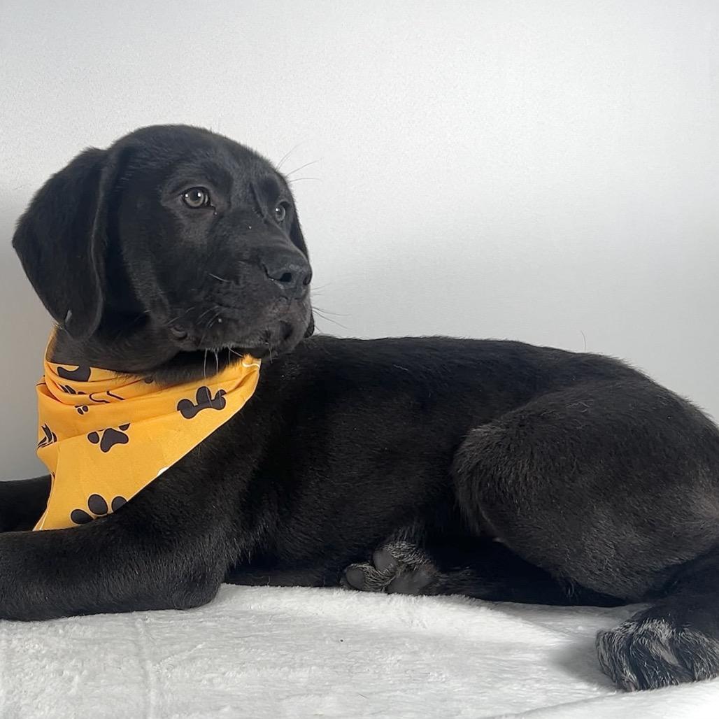 Enlarge Adlee, a Adoptable Saint Bernard in Johnson City, TN image 4/6