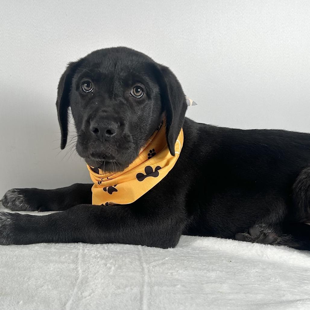 Enlarge Adlee, a Adoptable Saint Bernard in Johnson City, TN image 5/6