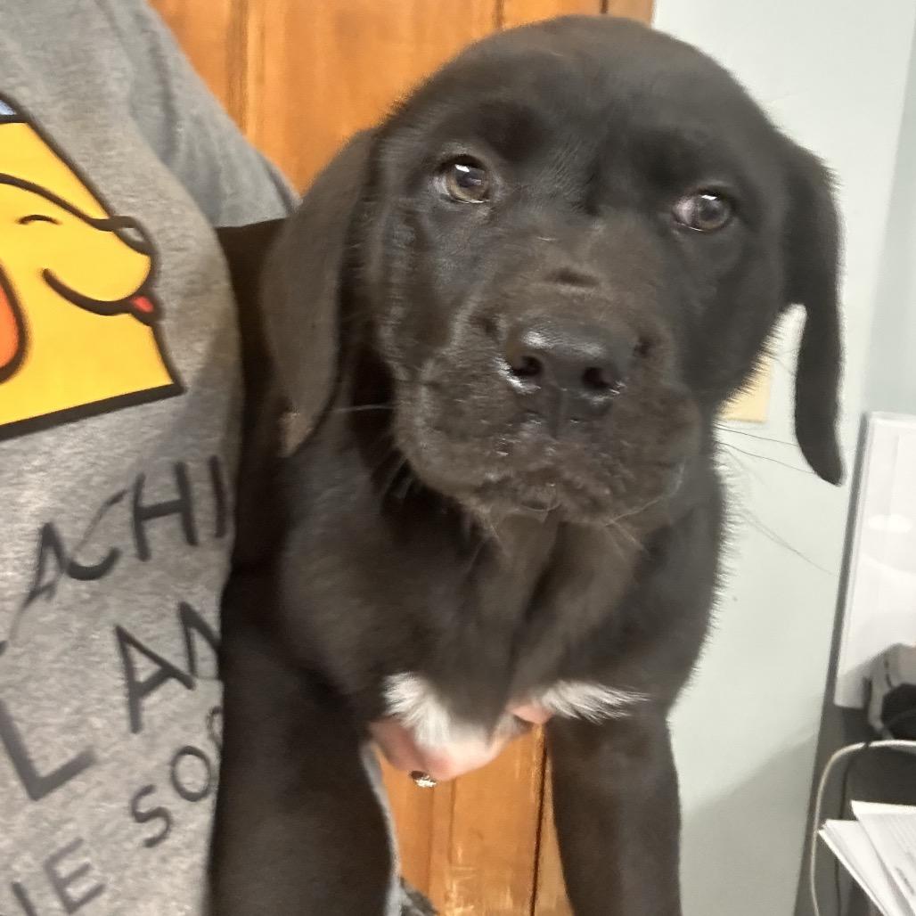 Enlarge Adlee, a Adoptable Saint Bernard in Johnson City, TN image 6/6