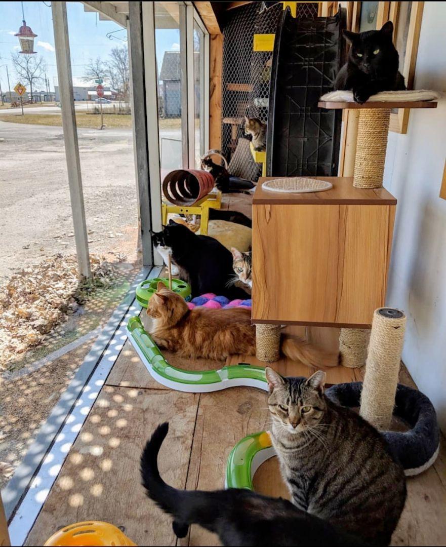 SHELTER CATS, Adoptable, Young Female Domestic Short Hair.