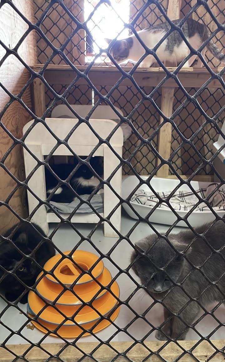 SHELTER CATS, a Adoptable mixed breed in Delhi, ON image 4/6