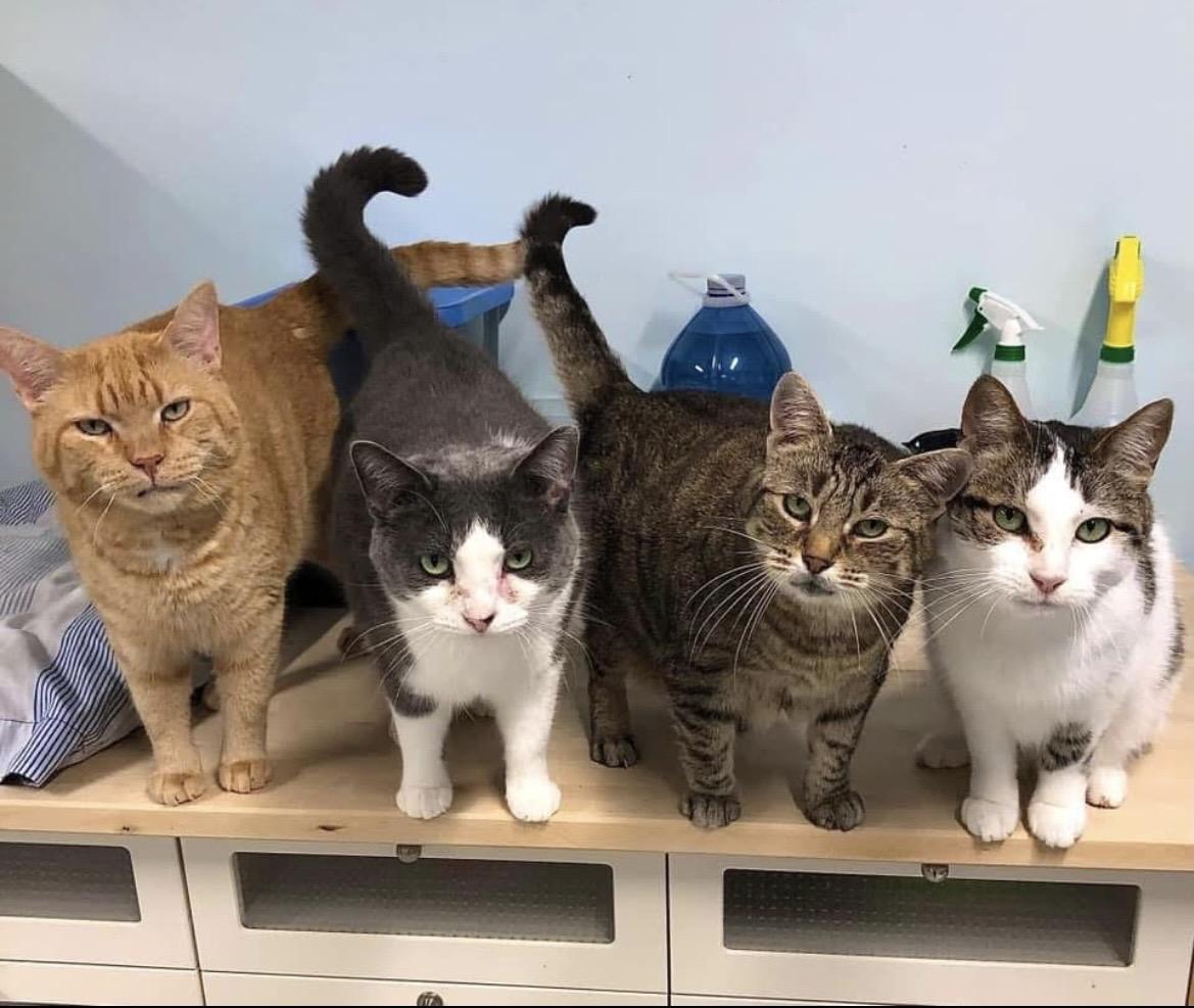 SHELTER CATS, a Adoptable mixed breed in Delhi, ON image 5/6