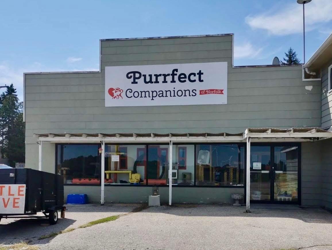 SHELTER CATS, a Adoptable mixed breed in Delhi, ON image 6/6