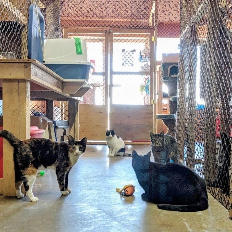 SHELTER CATS, a Adoptable mixed breed in Delhi, ON image 3/6
