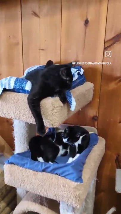 Enlarge SHELTER CATS, a Adoptable mixed breed in Delhi, ON video 2/6