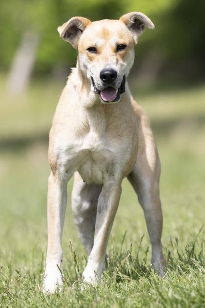 Remi, ADOPTABLE, Adult Female Mixed Breed.