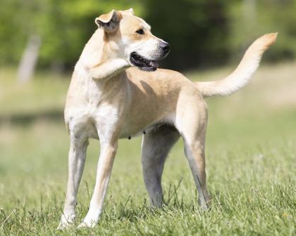 Remi, a ADOPTABLE mixed breed in Bedford, IN image 2/3