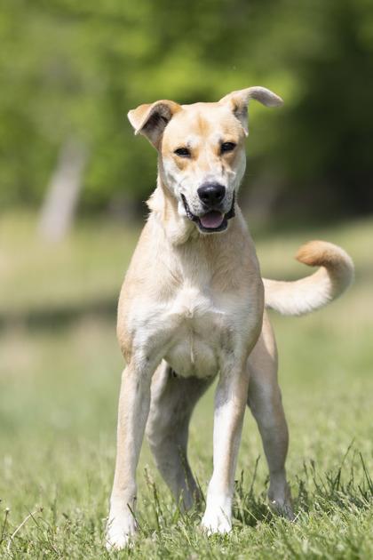 Remi, a ADOPTABLE mixed breed in Bedford, IN image 3/3