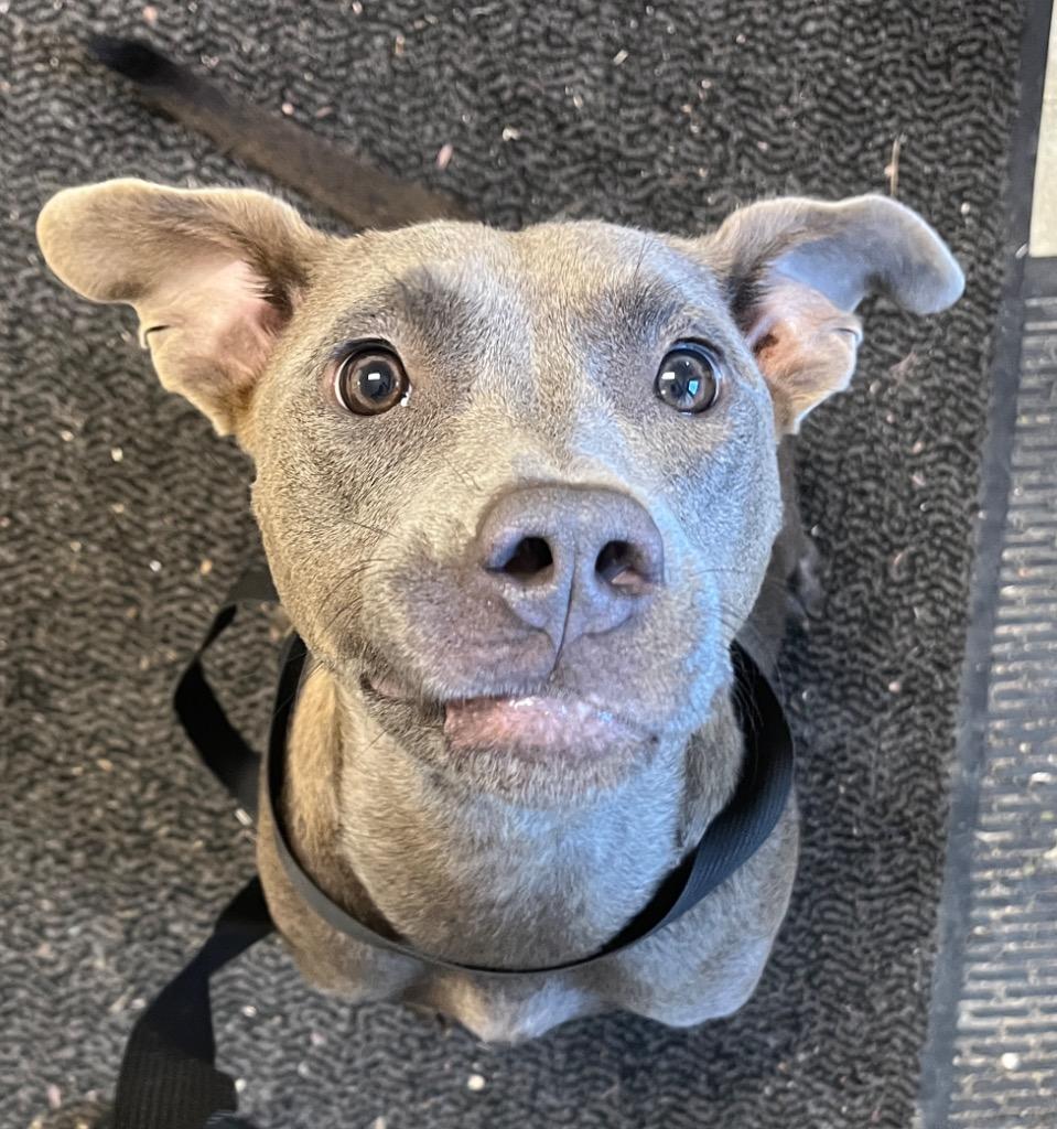 Enlarge Sassy, a Adoptable mixed breed in Mount Gilead, NC image 1/6