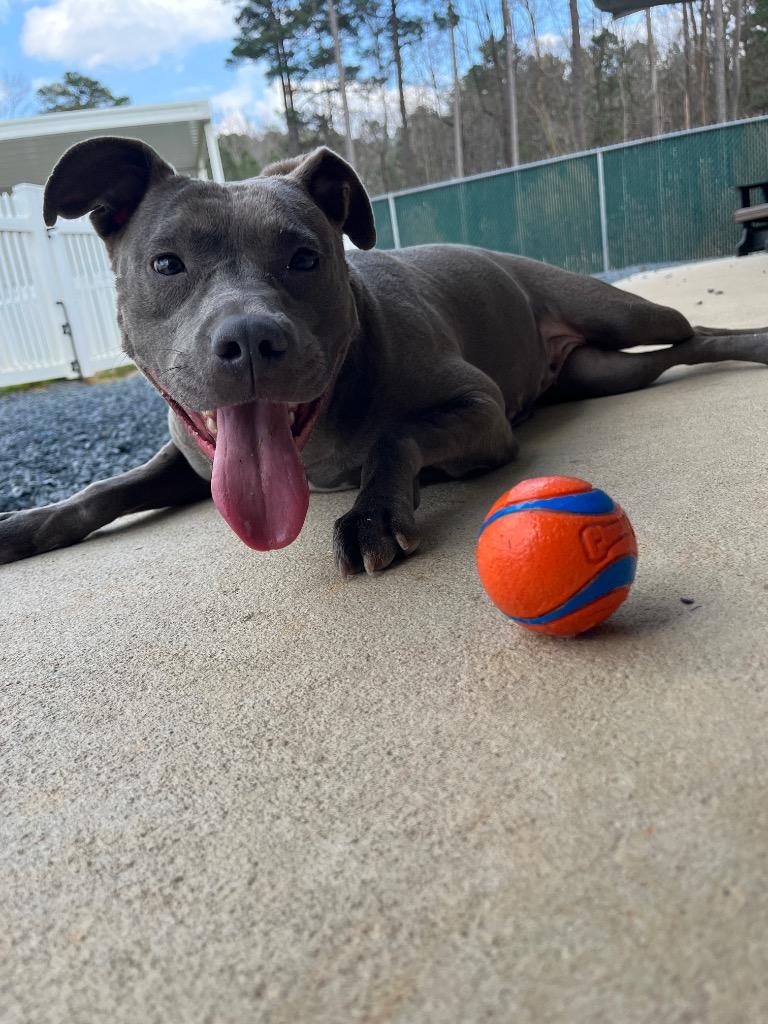 Sassy, Adoptable, Young Female Mixed Breed.