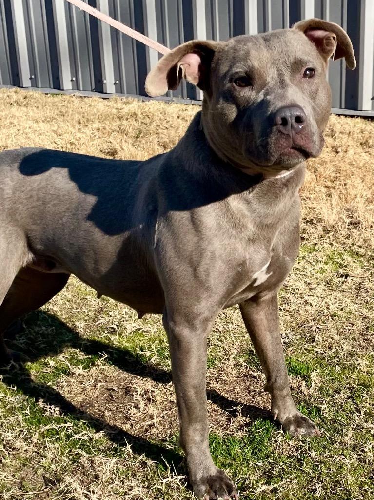 Enlarge Sassy, a Adoptable mixed breed in Mount Gilead, NC image 1/6