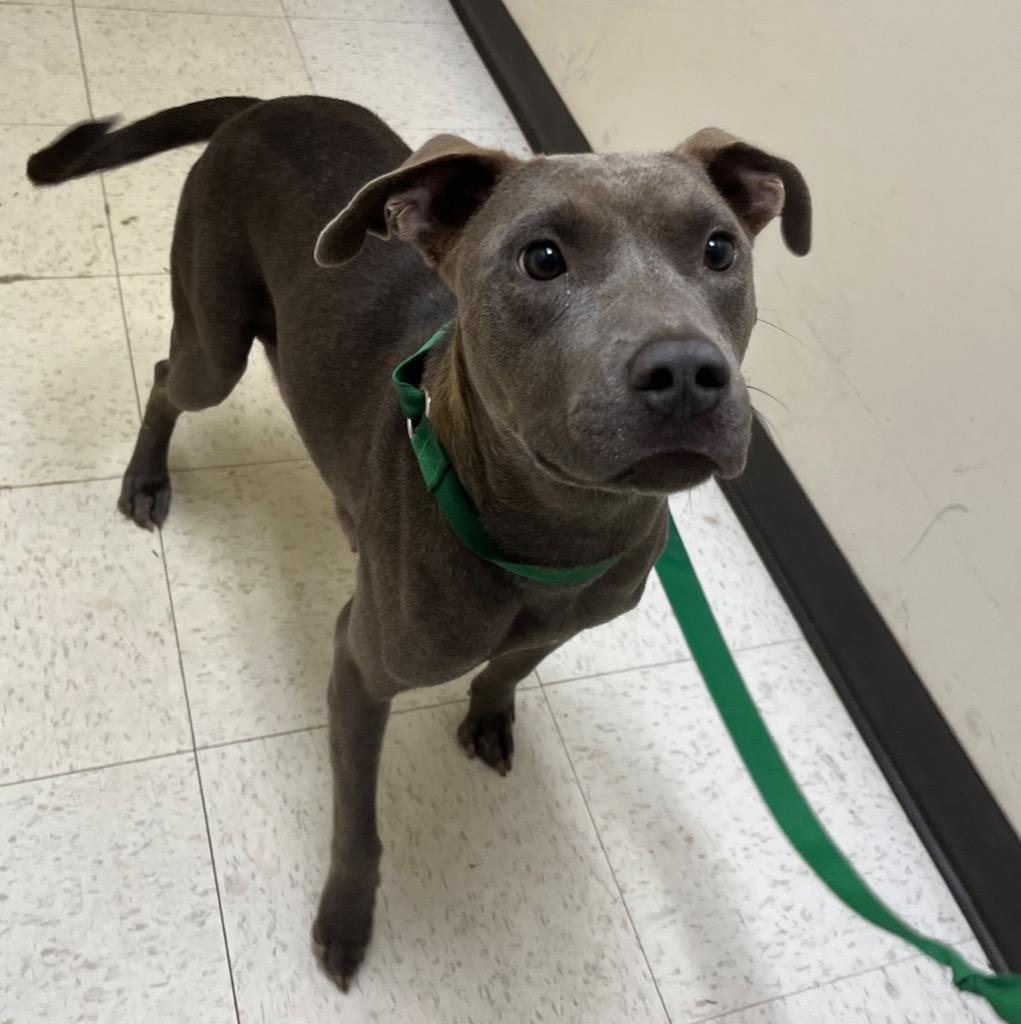 Enlarge Sassy, a Adoptable mixed breed in Mount Gilead, NC image 2/6