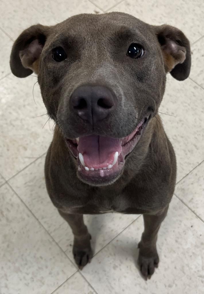 Enlarge Sassy, a Adoptable mixed breed in Mount Gilead, NC image 4/6