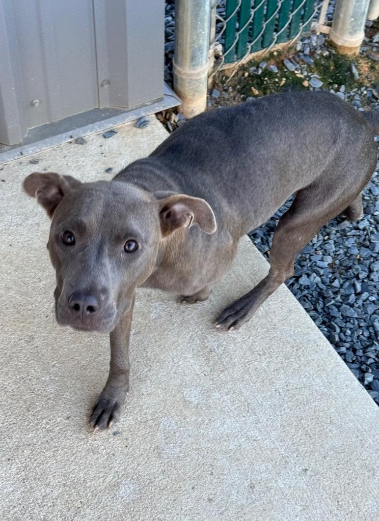 Enlarge Sassy, a Adoptable mixed breed in Mount Gilead, NC image 5/6