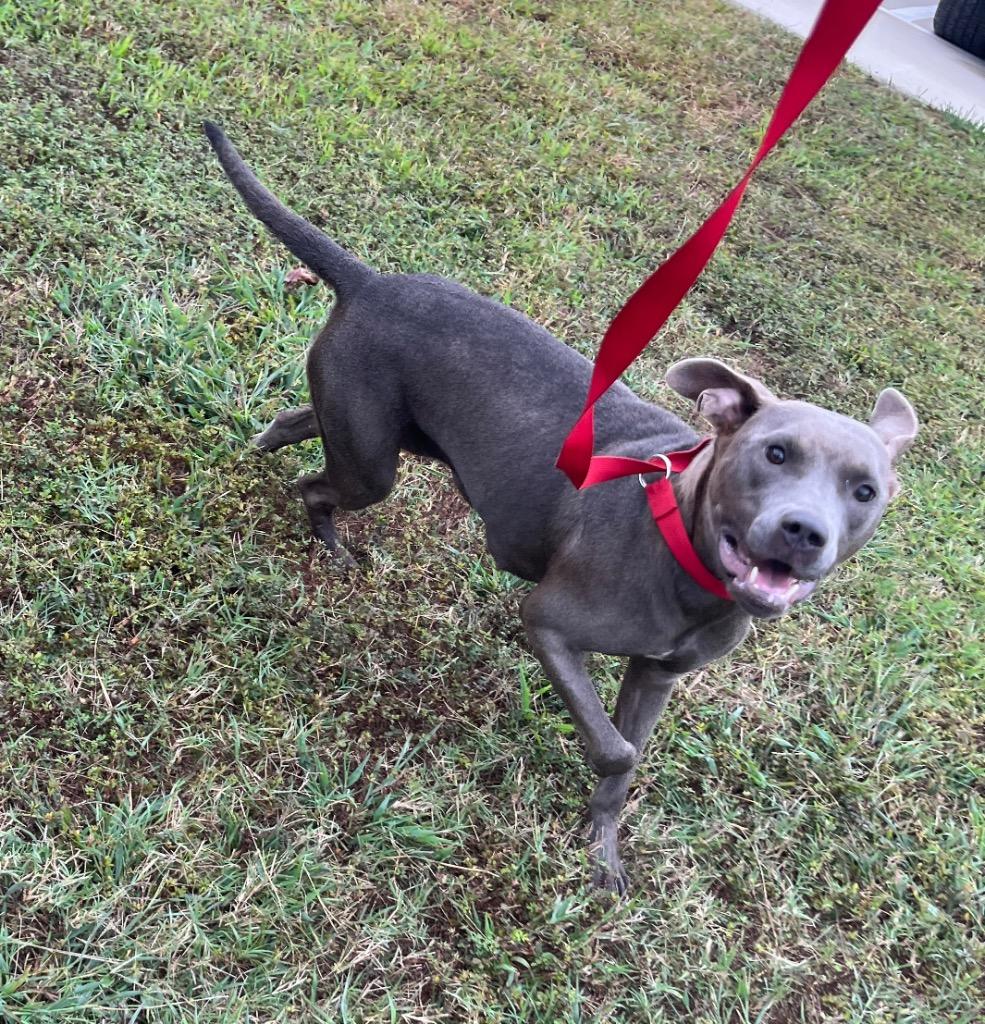 Enlarge Sassy, a Adoptable mixed breed in Mount Gilead, NC image 6/6