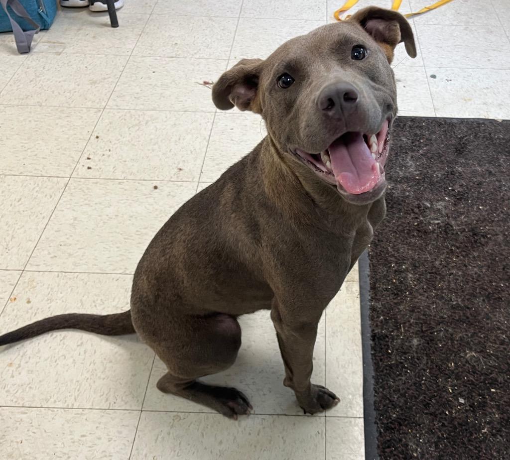 Enlarge Sassy, a Adoptable mixed breed in Mount Gilead, NC image 5/6