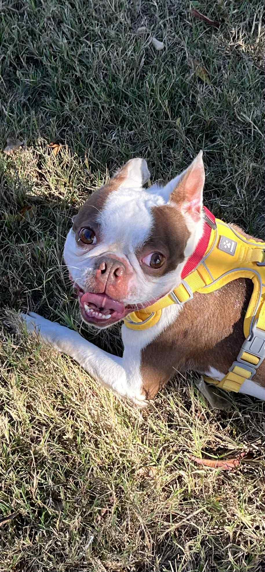 ACE, Adoptable, Young Male Boston Terrier & French Bulldog.