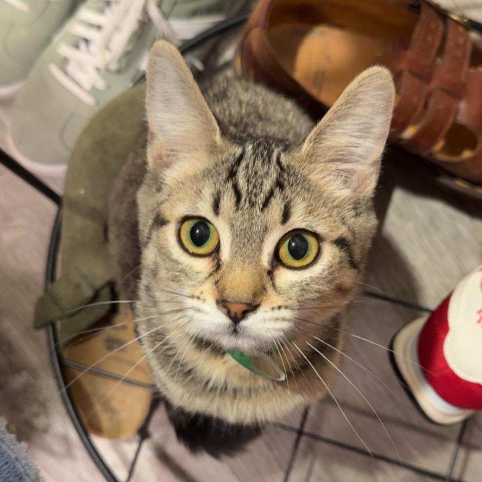 Olive, Adoptable, Kitten Female Domestic Short Hair.
