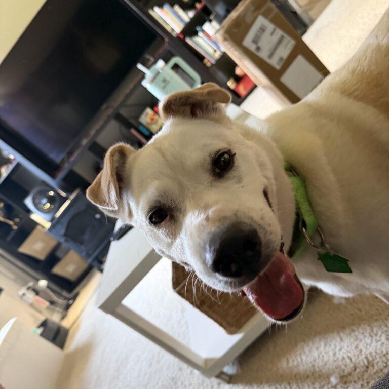 Enlarge Hammond, a Adoptable Yellow Labrador Retriever in San Diego, CA image 2/5