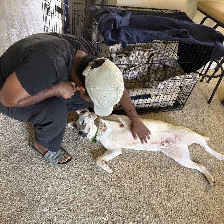 Enlarge Hammond, a Adoptable Yellow Labrador Retriever in San Diego, CA image 4/5