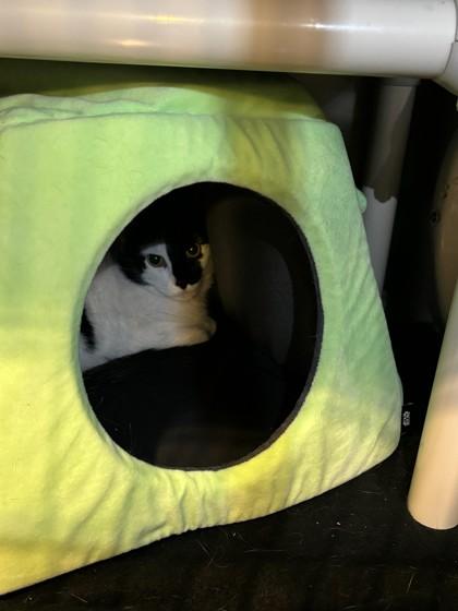 Phantom, a ADOPTABLE Domestic Short Hair in Syracuse, NY image 2/2