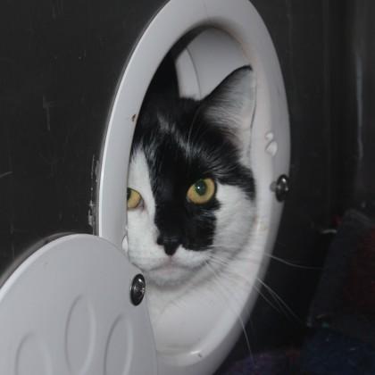 Phantom, a ADOPTABLE Domestic Short Hair in Syracuse, NY image 1/2