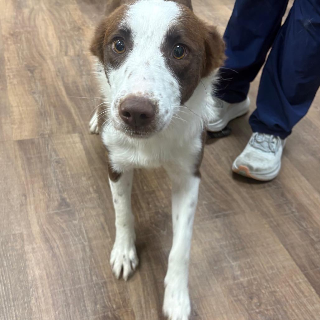 Evy, Adoptable, Young Female Border Collie & Mixed Breed.