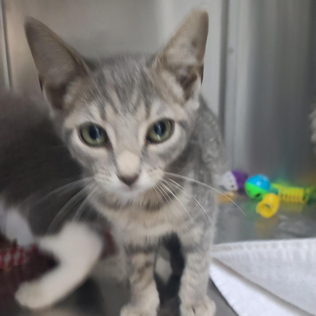 Enlarge Wendigo, a Adoptable Domestic Short Hair in Russellville, KY image 1/1