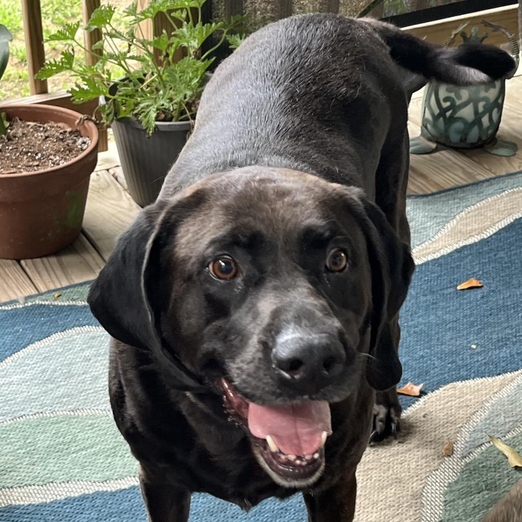Lady, Adoptable, Senior Female Mixed Breed.