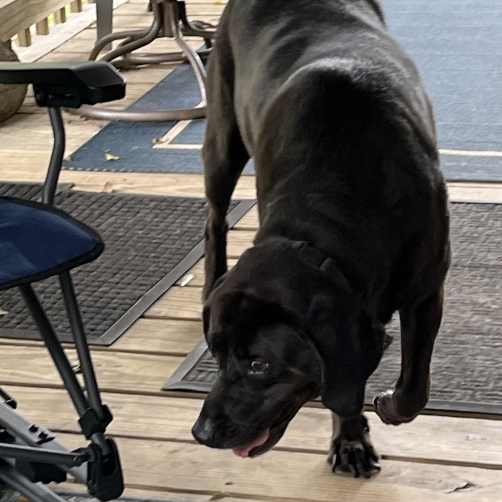 Lady, a Adoptable Mixed Breed in Gulfport, MS image 5/5