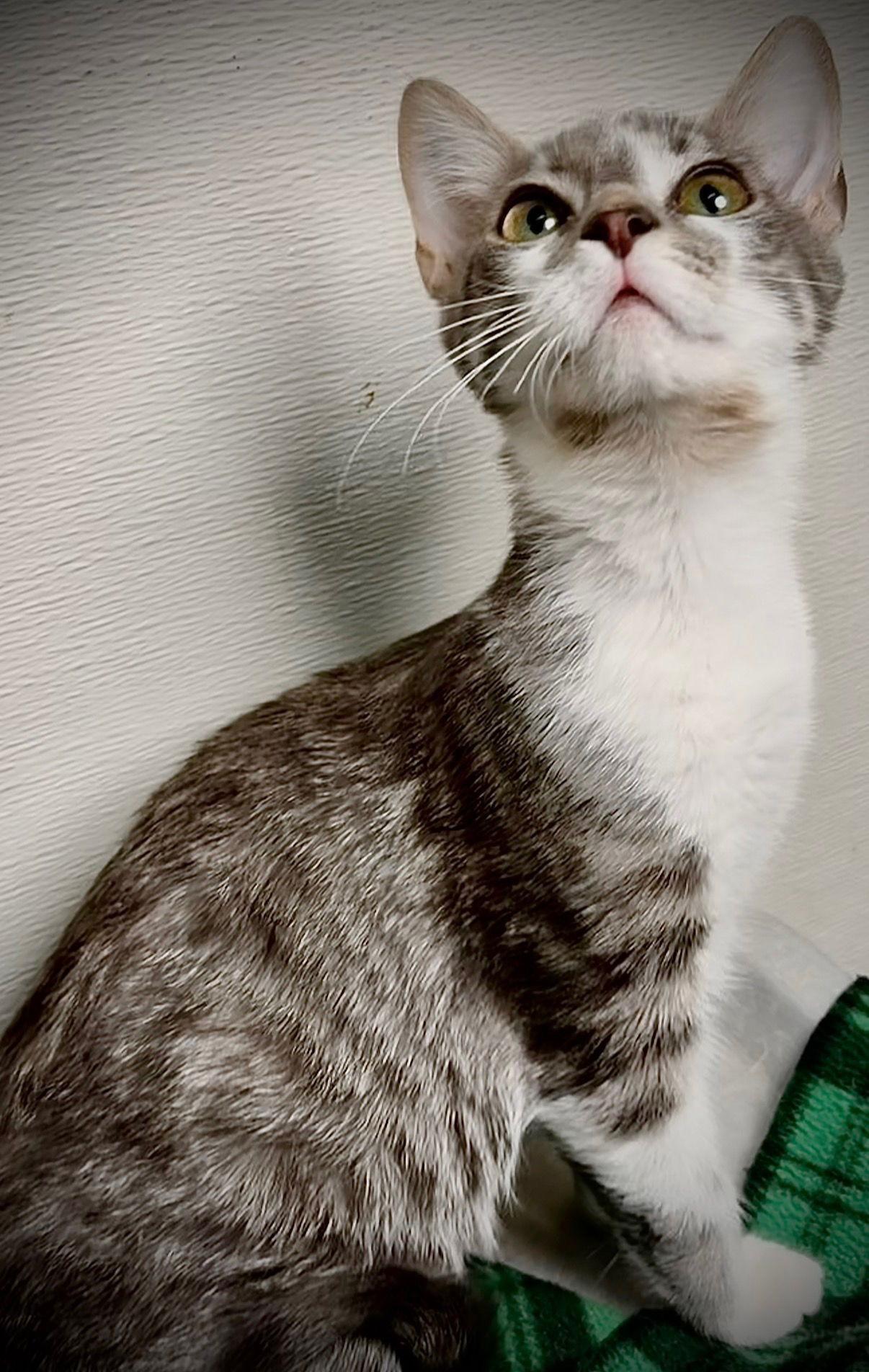 Nimbus — thumbnail 2