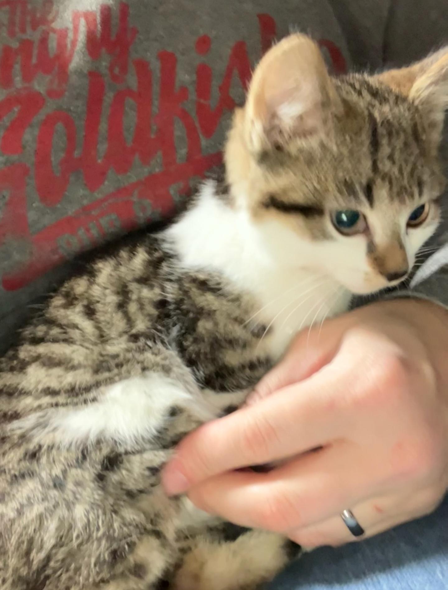 TUCKER, ADOPTABLE, Kitten Male Domestic Short Hair.
