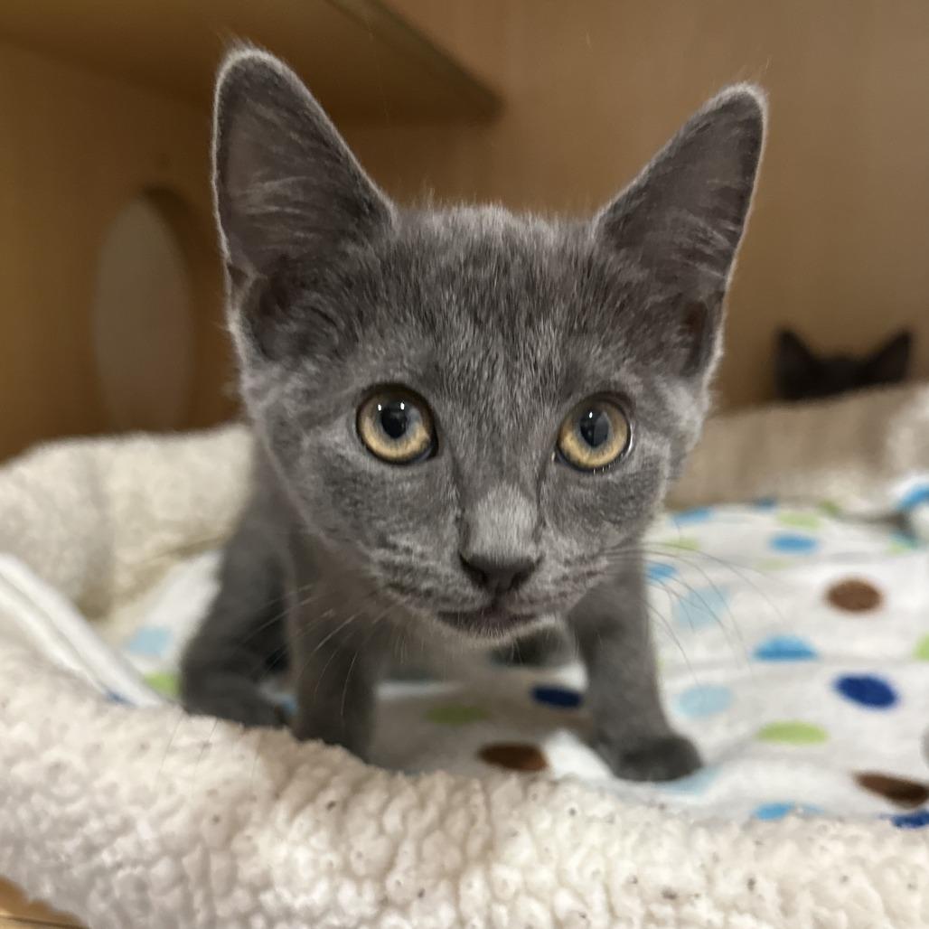 Enlarge Seal, a Adoptable Domestic Short Hair in Washington Township, OH image 1/3