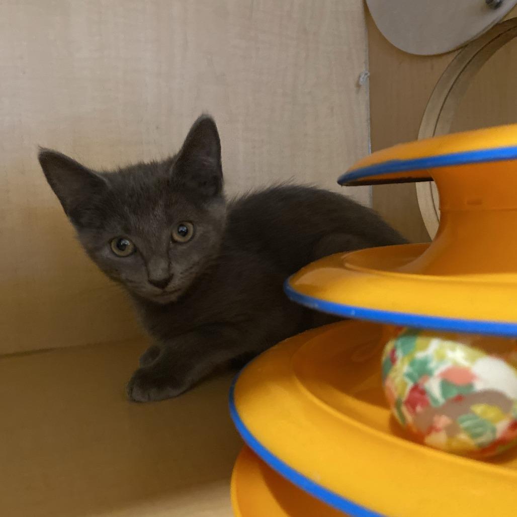 Enlarge Seal, a Adoptable Domestic Short Hair in Washington Township, OH image 2/3