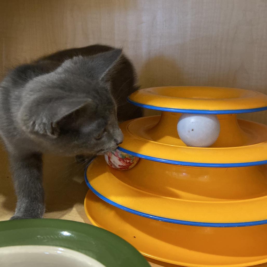Enlarge Seal, a Adoptable Domestic Short Hair in Washington Township, OH image 3/3