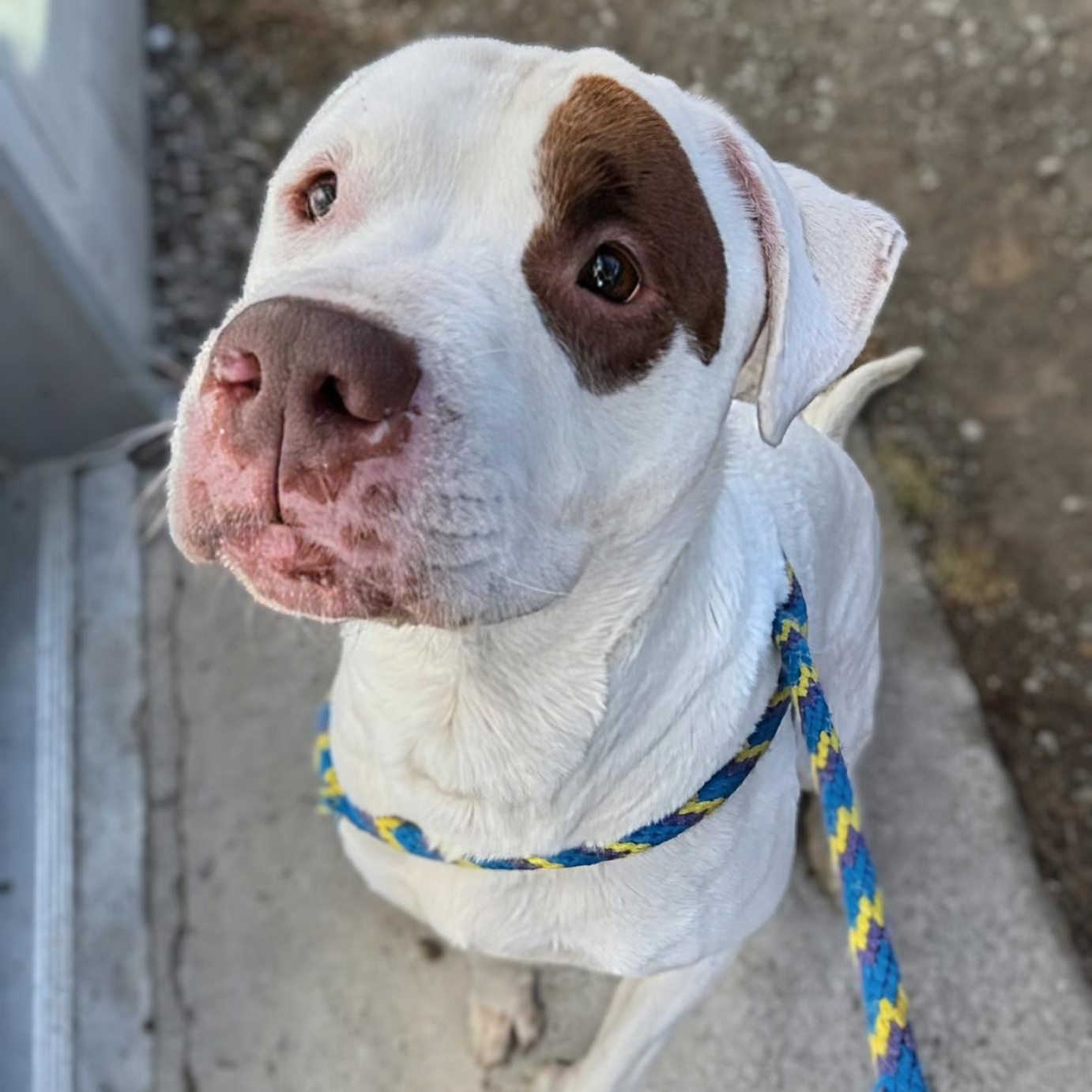 Petey, an adopted mixed breed in Alexandria, VA image 2/5