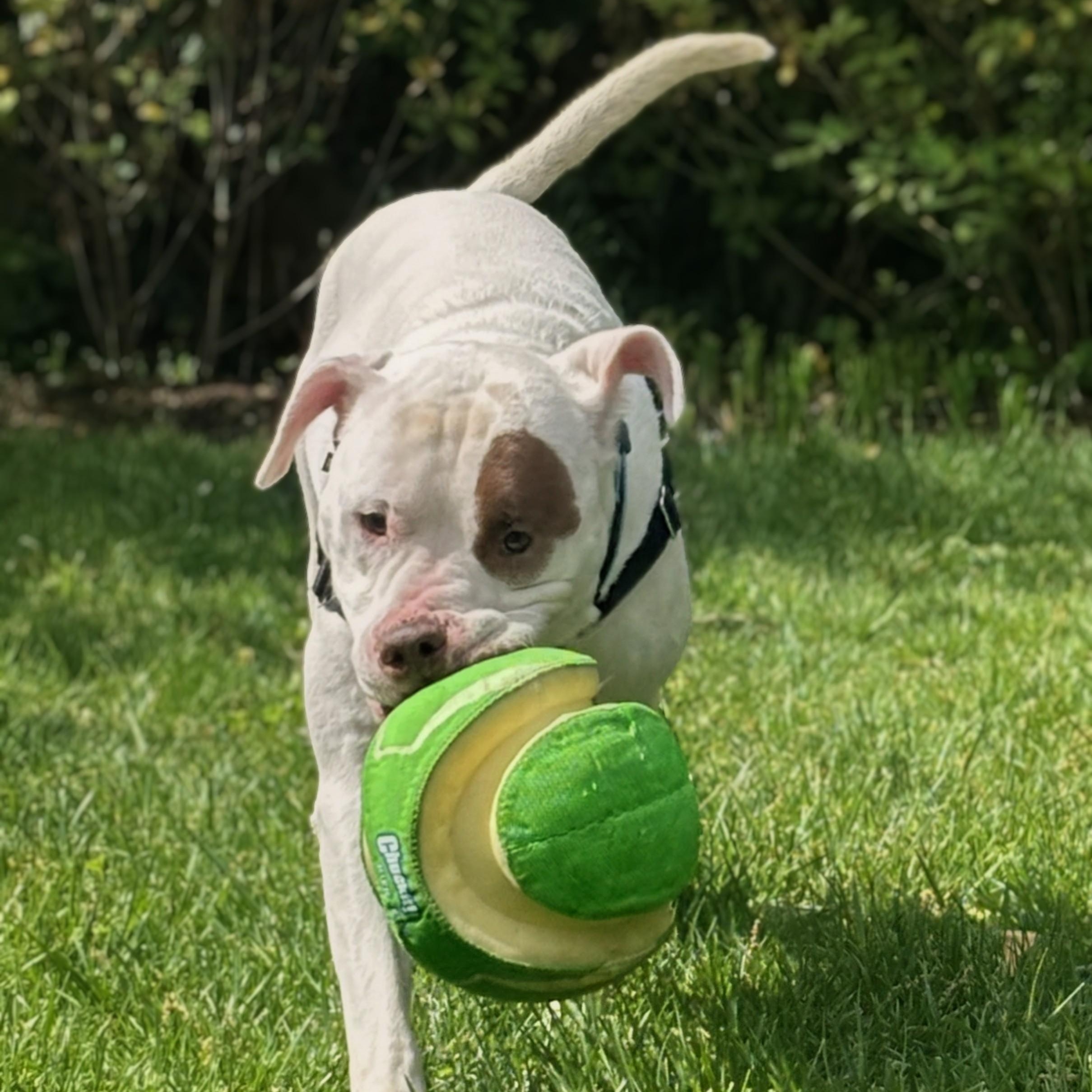 Petey, an adopted mixed breed in Alexandria, VA image 3/5