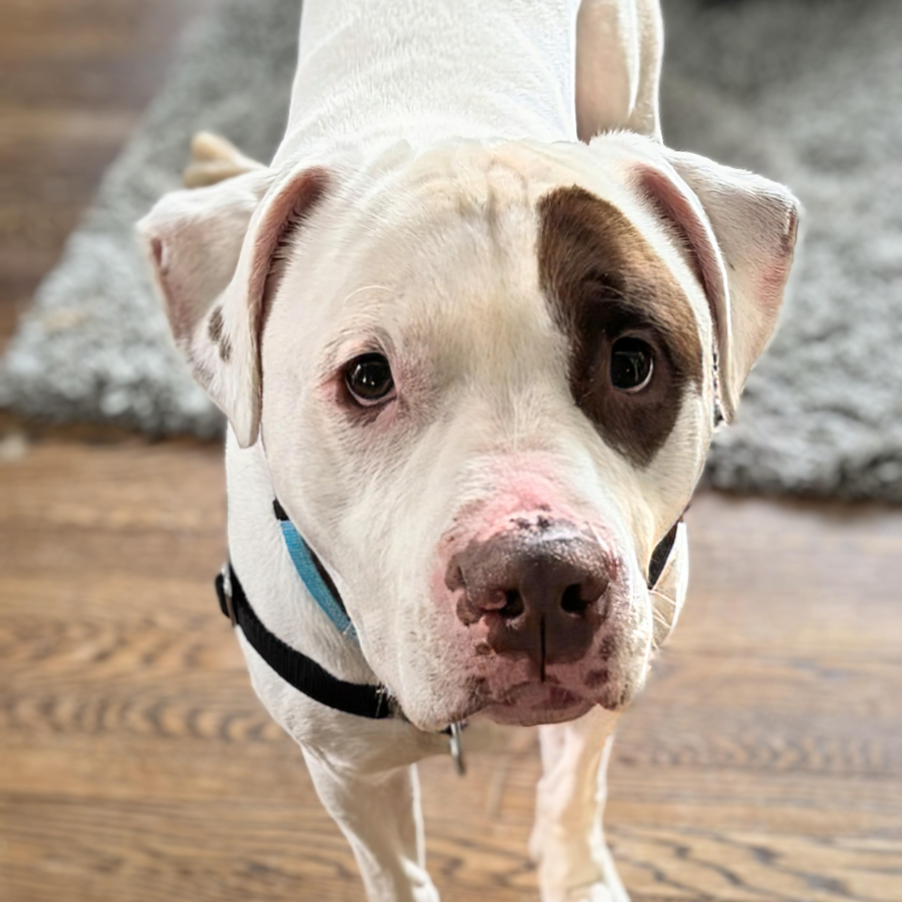 Petey, an adopted mixed breed in Alexandria, VA image 4/5