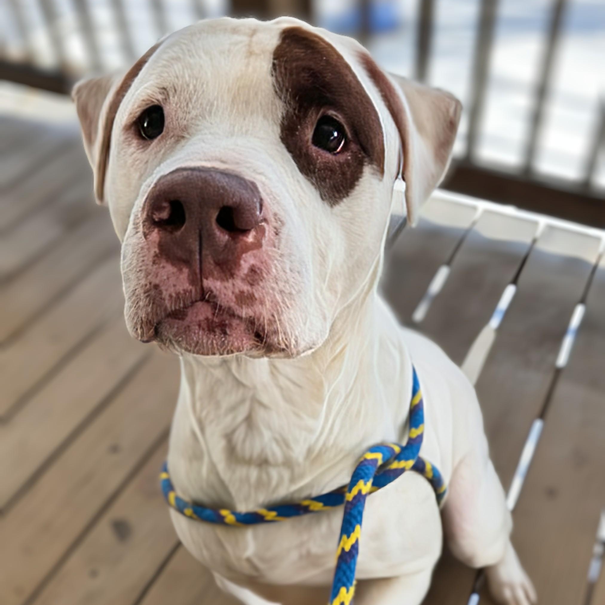 Petey, an adopted mixed breed in Alexandria, VA image 1/5