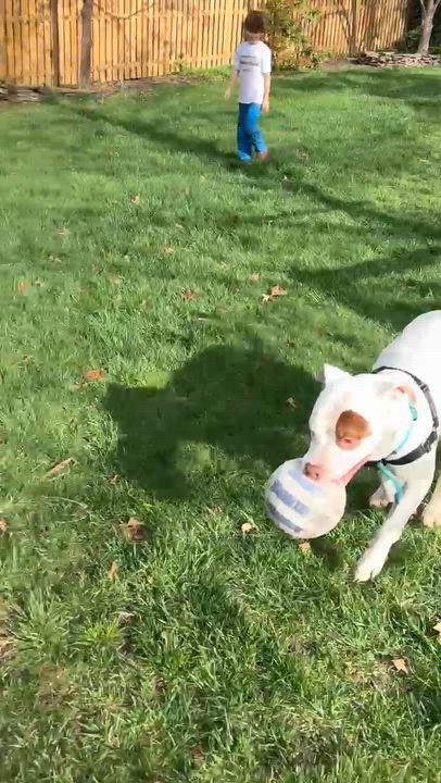 Enlarge Petey, an adopted mixed breed in Alexandria, VA video 5/5