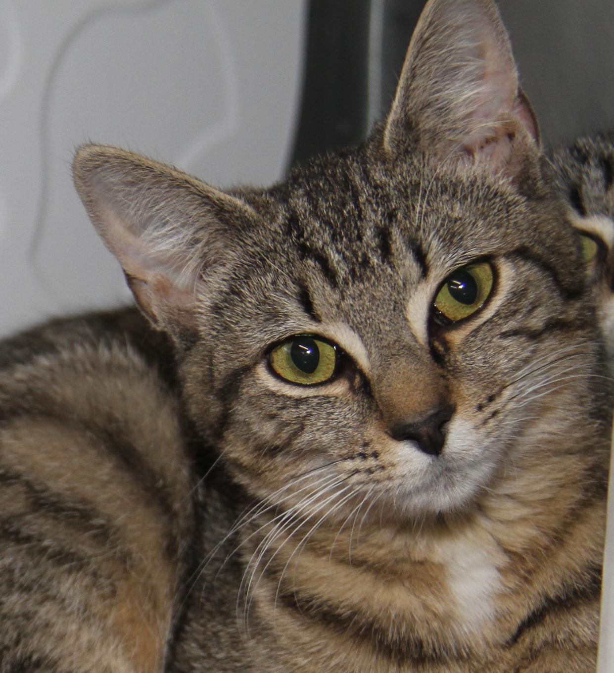 Marcia (Spayed) (Bonded Pair w/Cherry) (@WeLov/Pets/Marietta OH) photo 4