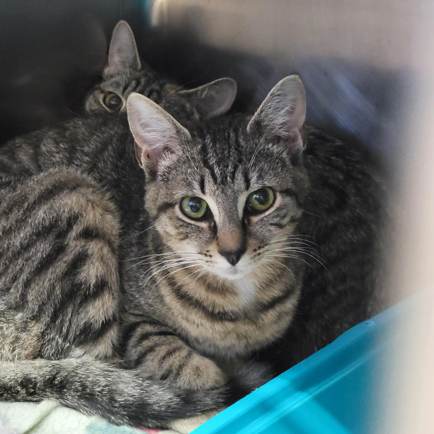 Marcia (Spayed) (Bonded Pair w/Cherry) (@WeLov/Pets/Marietta OH) photo 6