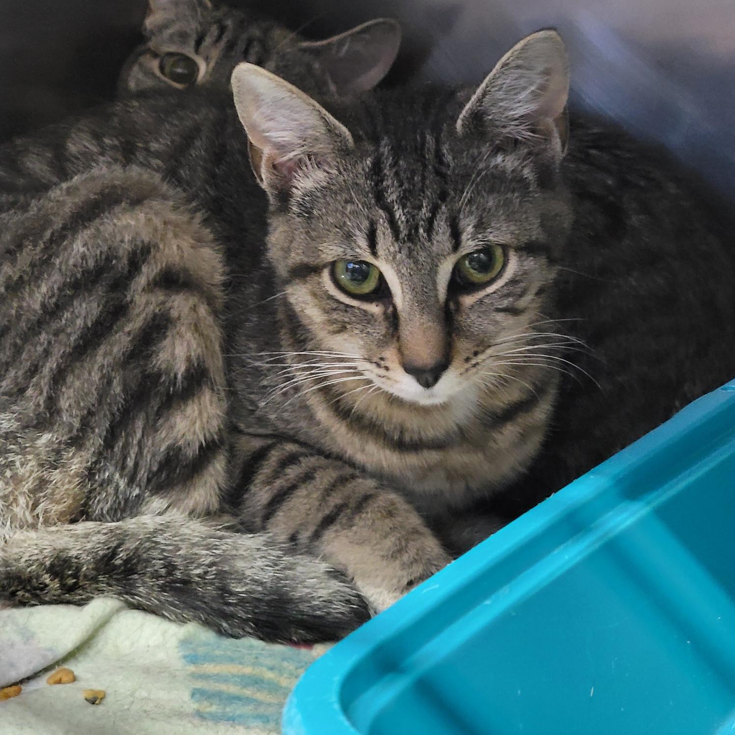Marcia (Spayed) (Bonded Pair w/Cherry) (@WeLov/Pets/Marietta OH) photo 5